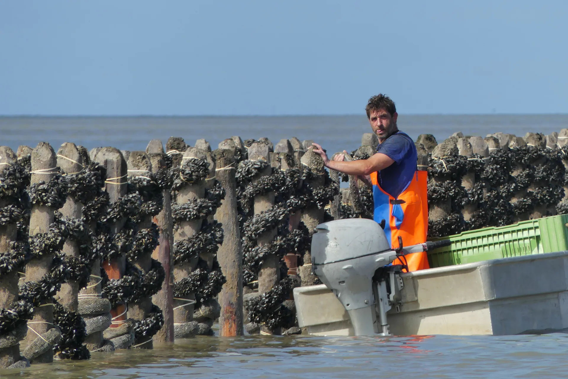 Naissains — croissance